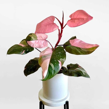 Philodendron Pink Princess Live Plant | Pink Princess Philodendron in 4 Inch Pot | Easy Plants Live Houseplants for Home & Office Décor