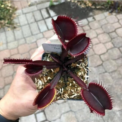 Set 3 Dragon Venus Fly Traps Live Plant, Starter Plants Ready for Outdoor Terrarium Garden