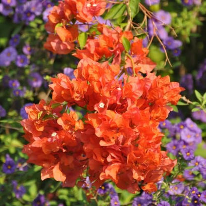 Set 2 Orange Bougainvillea Plants Live, 5-8" Perennial Colorful Bougainvillea Plant for Outdoor Garden, Patio, Well Rooted