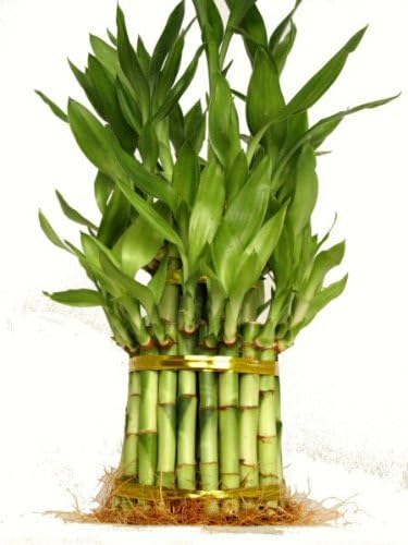 jmbamboo-Three Tiered Lucky Bamboo Arrangement Elephant Vase Favor