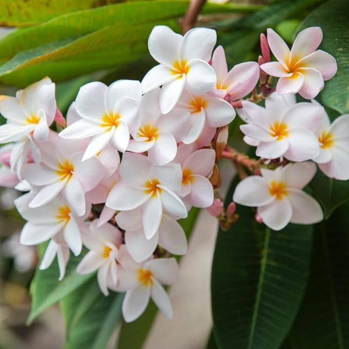 White Pink Plumeria Plant Cutting, 6 to 10 Inch Tropical Fragrant Plumeria Frangipani Plant Cuttings for Planting, Unrooted