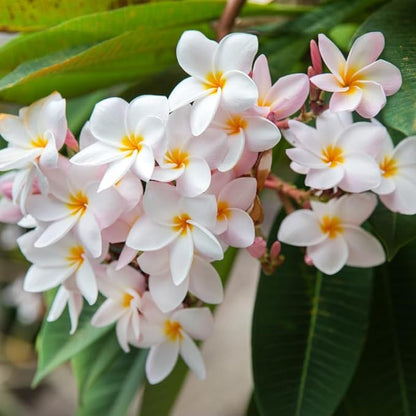 White Pink Plumeria Plant Cutting, 6 to 10 Inch Tropical Fragrant Plumeria Frangipani Plant Cuttings for Planting, Unrooted