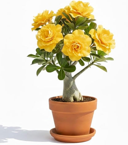 Double Yellow Desert Rose Plant Live, Adenium Desert Rose Flowers, Perennial Flowers Succulent Plant, Vibrant Bloom, 4 to 7 Inch Tall, Well Rooted