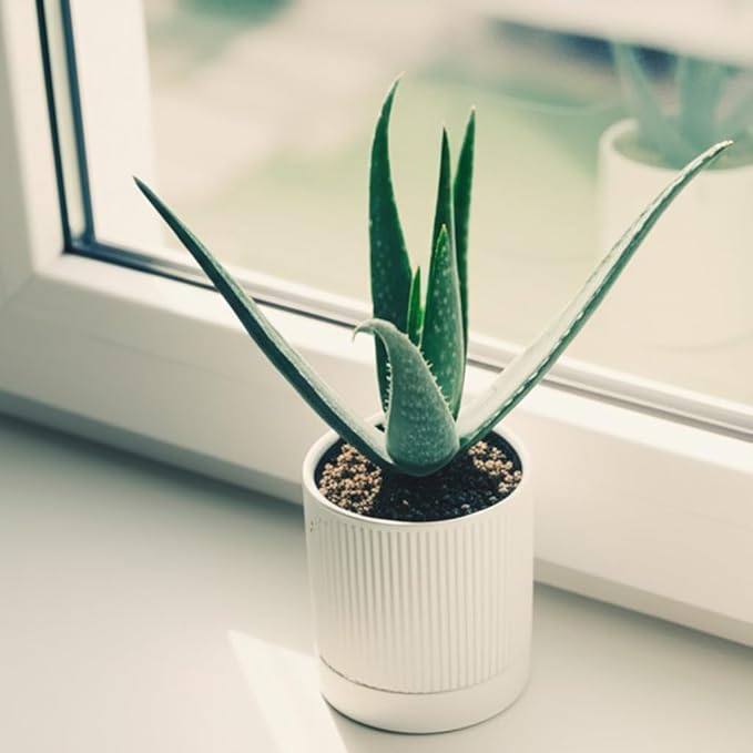Small Plant Pots, 4 Inch Pots for Indoor Plants, Modern Minimalist Ceramic Plant Pots with Drainage Hole & Saucer, White Set of 2