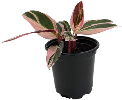 Tricolor Prayer Plant - Stromanthe triostar - 4" Pot - Live Plant