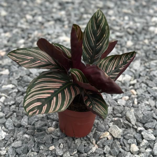Calathea Ornata Live Plant in 2" Pot - Live Plants Pet Safe Air Purifying Indoor Houseplants Flowers for Home Office Wedding Decor & Birthday Gift (Heat Pack Included)