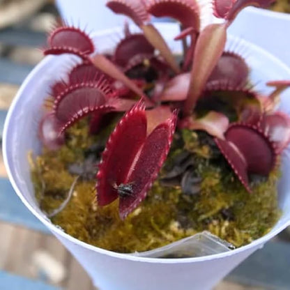 3 Starter Venus Dragon Fly Trao Live Plant in Pot, Live Venus Fly Traps for Terrarium Outdoor Indoor Gardening