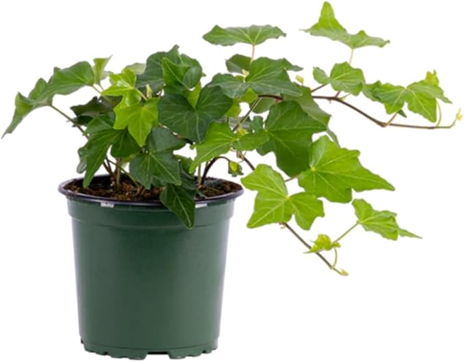 English Ivy Live Plant, 4 Inch Pot, Hardy Green English Ivy Plant for Outdoors Indoors Garden, Potted Vine Plant