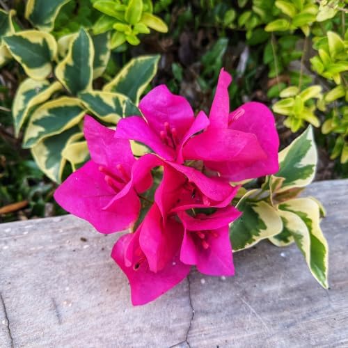 Set 2 Blueberry Ice Bougainvillea Plants Live, 5-8" Perennial Colorful Bougainvillea Plant for Outdoor Garden, Patio, Well Rooted