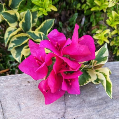 Set 2 Blueberry Ice Bougainvillea Plants Live, 5-8" Perennial Colorful Bougainvillea Plant for Outdoor Garden, Patio, Well Rooted