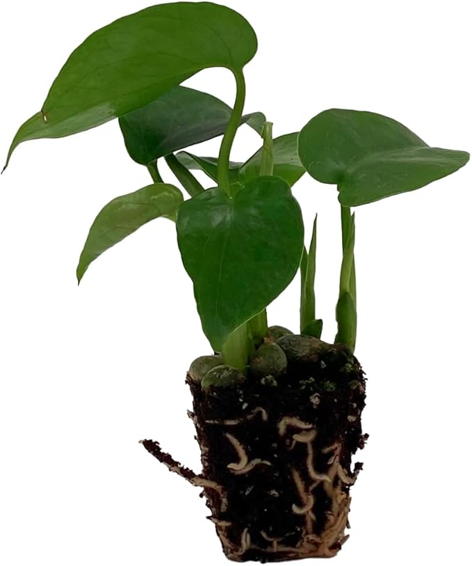 ragnaroc Monstera Deliciosa 2ct – Live Plant for Indoor Outdoor Use, Garden & Landscaping – Live Arrival Guaranteed