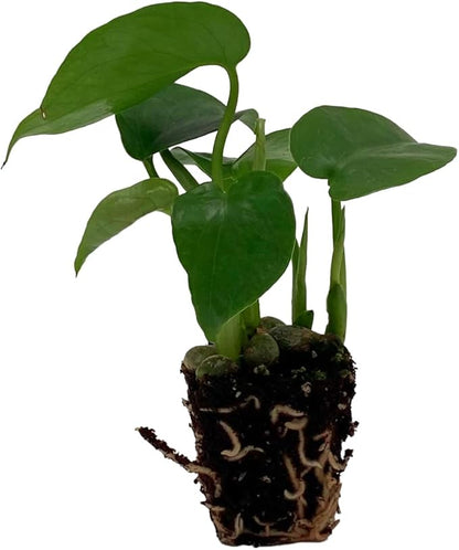 ragnaroc Monstera Deliciosa 2ct – Live Plant for Indoor Outdoor Use, Garden & Landscaping – Live Arrival Guaranteed