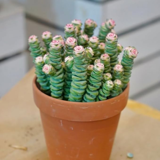 Rare Baby’s Necklace Succulent Live Plant in 4" Inch Pot | Crassula rupestris with Stacked Leaves | Low-Maintenance Indoor Plant