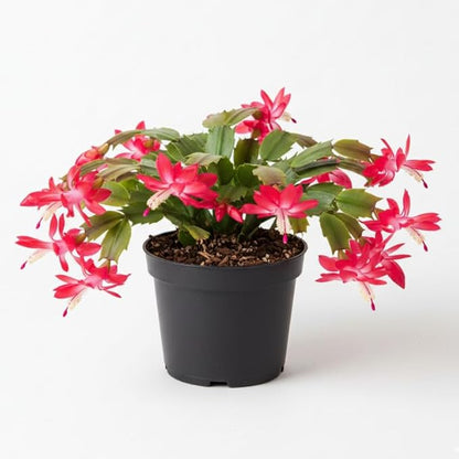 Red Christmas Cactus Plants Live in 4 Inch Pot, Perennial Christmas Thanksgiving Cactus Plants Potted, Vibrant Flower Holiday Houseplant Indoors Outdoors