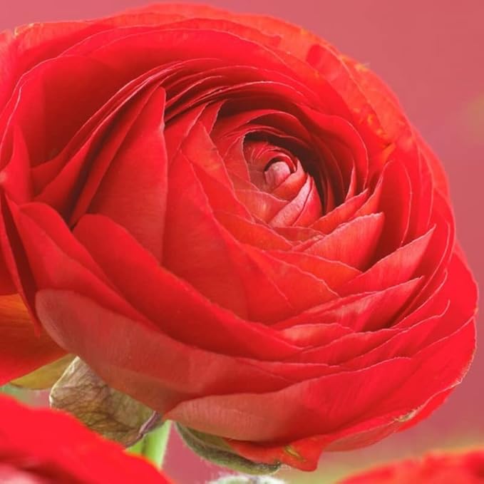 Red Ranunculus Flowers Bulbs for Spring Planting, Perennial Flower Bulbs, Early Spring Flower to Plant Outside, Colorful Blooms Groundcover Bulbs, Top Size