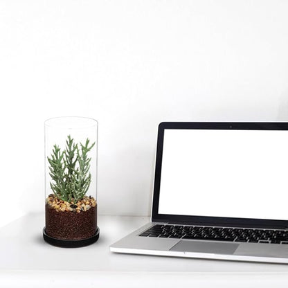 Artificial Succulent in Cylindrical Glass Vase Small Fake Senecio Plant with Modern Glass Terrarium Faux Plants Indoor Gift for Plant Lover Decor for Home Office Table Desk Shelf