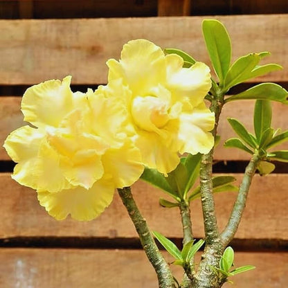 Double Yellow Desert Rose Plant Live, Adenium Desert Rose Plant Live, 4 to 7 Inches Tall, Flowering Succulent Plant