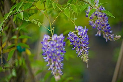 Blue Moon Wisteria Vine - Massive Foot Long Fragrant Flowers - Attract Hummingbirds - 2 - Year Plant by - Japanese Maples and Evergreens®