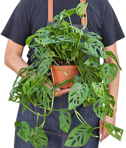 House Plant Shop | Monstera Adansonii 'Swiss Cheese' - 6" Pot | Live Indoor Plant | Easy to Care | Natural Décor Plant | Great Gifts| Free Care Guide