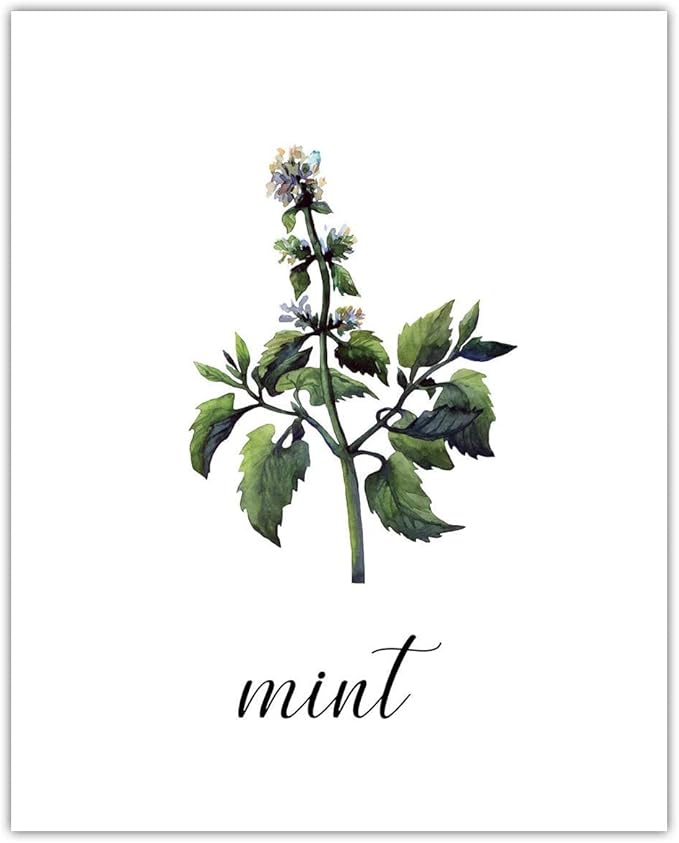 Minimalist Mint Plant Print, Vintage Botanical Wall Art - Give Your Home A Touch of Elegance With Plant Pictures Wall Art, Unframed 8x10 Botanical Decor Poster Prints