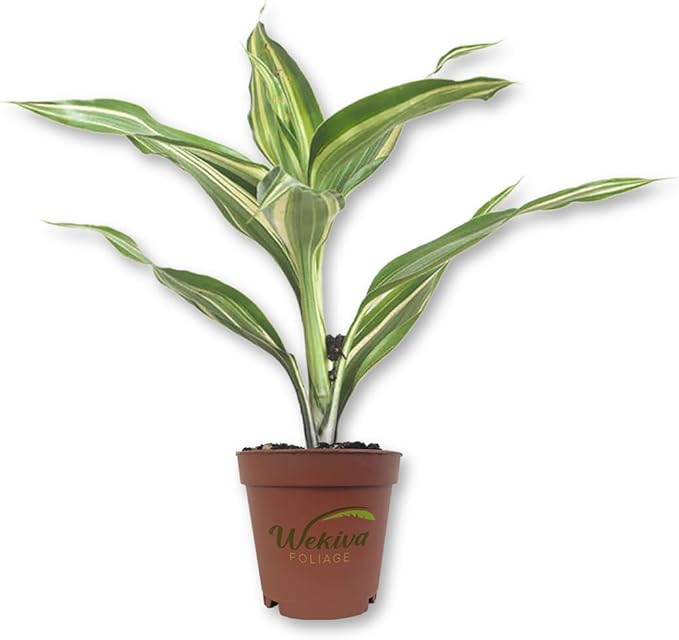 Lucky Mini Bamboo - Live Starter Plant in a 2 Inch Growers Pot - Dracaena Sanderiana - Feng-Shui Zen Garden Houseplants
