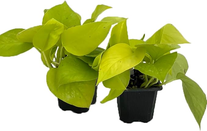 Neon Devil's Ivy - Pothos - 2 Plants in 2.5" Pots