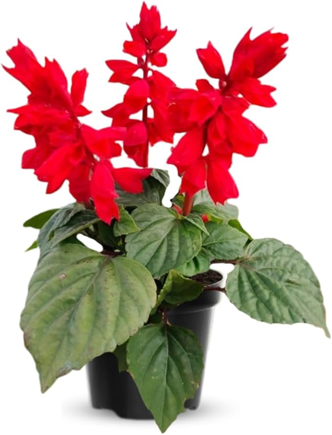 2 Vibrant Sage Salvia Live Plants, Fragrant Perennial Sage Plants Live for Spring Planting, Summer Planting, 5 to 10 Inches in Tall, (Scarlet Red)