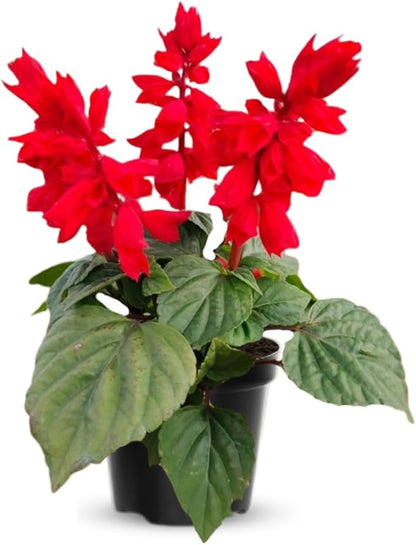 2 Vibrant Sage Salvia Live Plants, Fragrant Perennial Sage Plants Live for Spring Planting, Summer Planting, 5 to 10 Inches in Tall, (Scarlet Red)