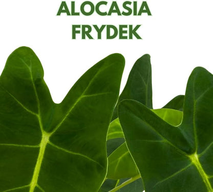 BubbleBlooms Green Velvet, Alocasia Frydek, Micholitziana in a 4 inch Pot