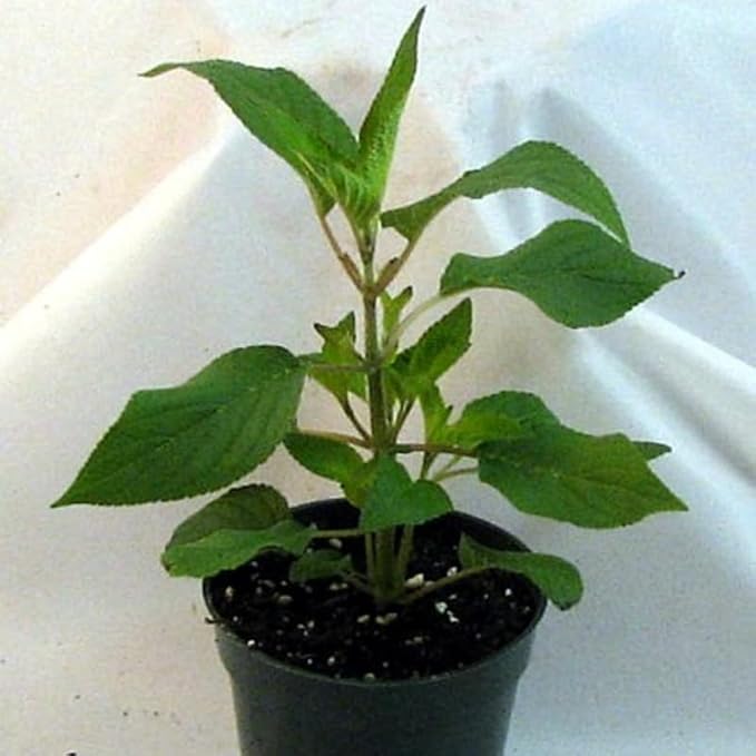 2 Vibrant Sage Salvia Live Plants, Fragrant Perennial Sage Plants Live for Spring Planting, Summer Planting, 5 to 10 Inches in Tall, (Blue-Purple)