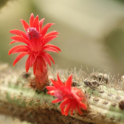 Monkey Tail Cactus Live Plant, 2 Inch Pot, Monkey Tail Cactus Succulent Plants Live Potted