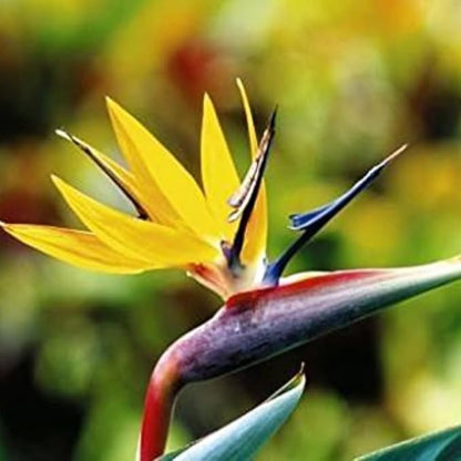 Bird of Paradise Plant Live Houseplant, 5 to 10 Inches Tall, Tropical Strelitzia Reginae Bird of Paradise Bush Live Plant (Yellow Bird of Paradise)