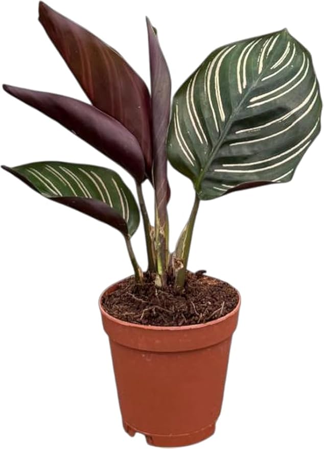 Calathea Ornata | Live Plant in 2" Growers Pot, Easy to Grow, Low Maintenance Indoor Houseplant, Live Indoor, Includes UniHeat Pack for Winter Protection