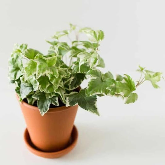 Live English Ivy Plant, Live Indoor Houseplant 4 Inch Pot, Hardy Groundcover, Trailing, Climbing Plants - Variegated White Ivy