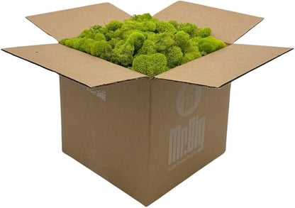 Preserved Reindeer Moss - Moss for Crafts, Home Decor, Art, Design & DIY Projects - Non-Toxic - USA Made (Chartreuse, Standard Box)
