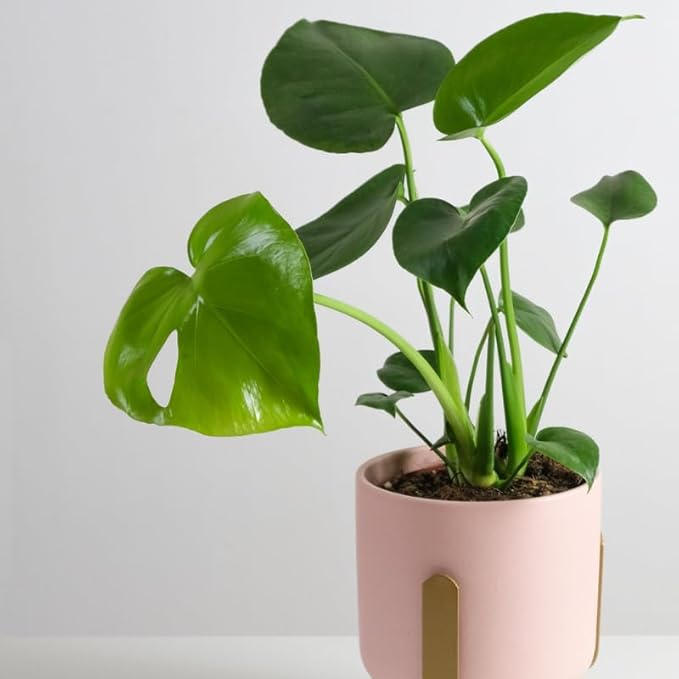 Rare Monstera Plant, Monstera Live Plant Fully Rooted, Ready to Grow Philodendron 4-8 Inches, Live Houseplants, Indoor Plants (Split-Leaf Monstera)