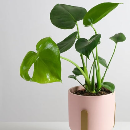 Rare Monstera Plant, Monstera Live Plant Fully Rooted, Ready to Grow Philodendron 4-8 Inches, Live Houseplants, Indoor Plants (Split-Leaf Monstera)