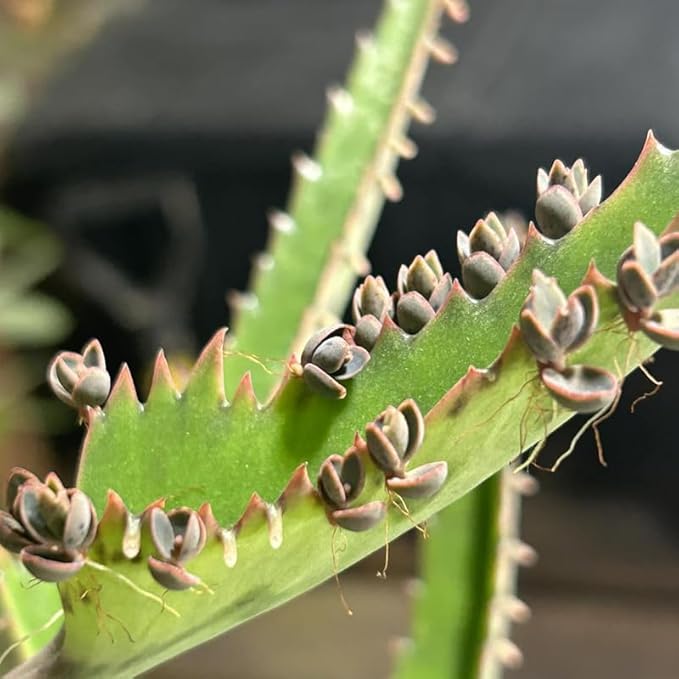 Mother of Thousands Kalanchoe Live Succulent in 4" Inch Pot | Low-Maintenance Indoor Plant | Great for Collections, Gifts & Small Spaces