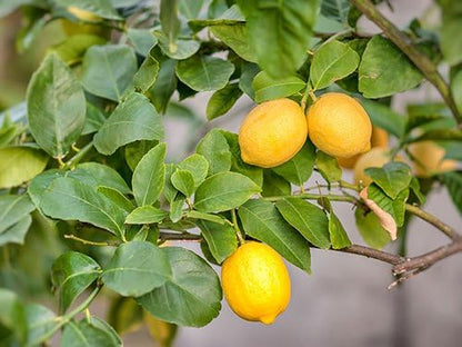Happy Birthday Meyer Lemon Gift Tree by The Magnolia Company - Get Fruit, Dwarf Fruit Tree with Juicy Sweet Lemons, NO Ship to TX, LA, AZ, AL and CA