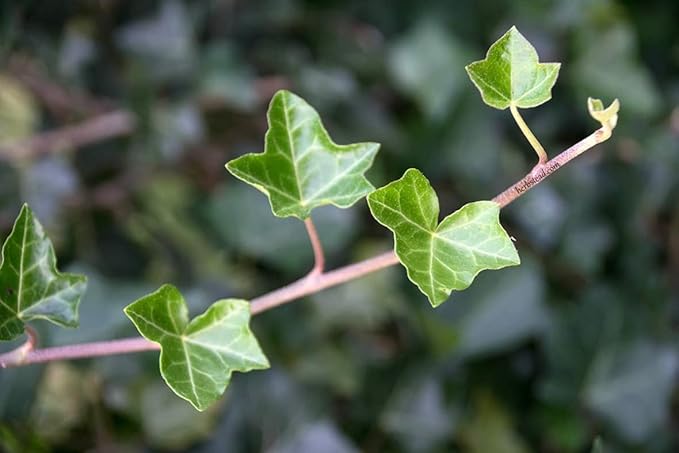 English Ivy Globe - 3 Live Plants in 4 Inch Pots - Hedera Helix - Florist Quality - Beautiful Easy Care Indoor Air Purifying Topiary Houseplant Vine