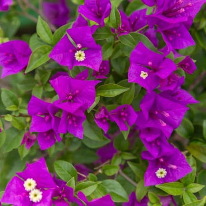 Set 2 Purple Bougainvillea Plants Live, 5-8" Perennial Colorful Bougainvillea Plant for Outdoor Garden, Patio, Well Rooted