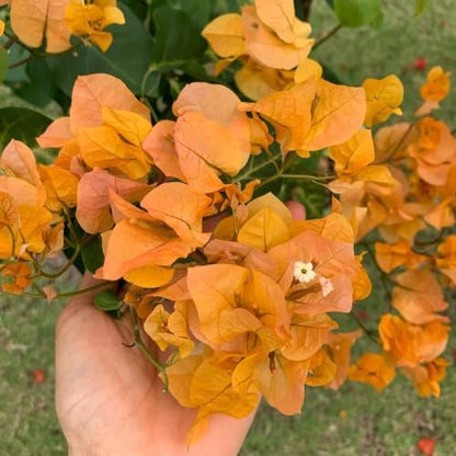 Set 2 Yellow Gold Bougainvillea Plants Live, 5-8" Perennial Colorful Bougainvillea Plant for Outdoor Garden, Patio, Well Rooted