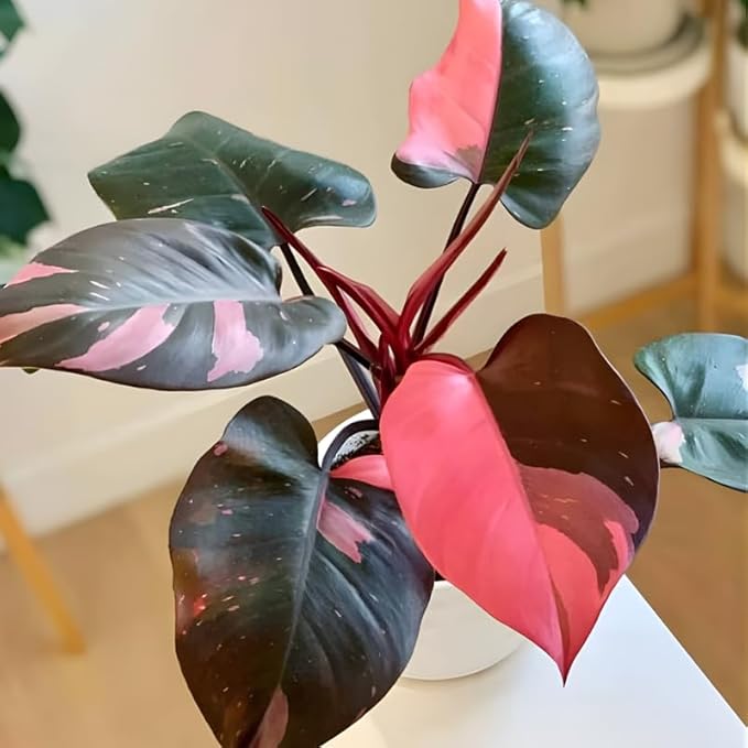 Pink Princess Philodendron Live Plant | Easy Plants Live Houseplants with 4 Inch Pot | Philodendron Pink Princess Plant for Indoor Home & Office