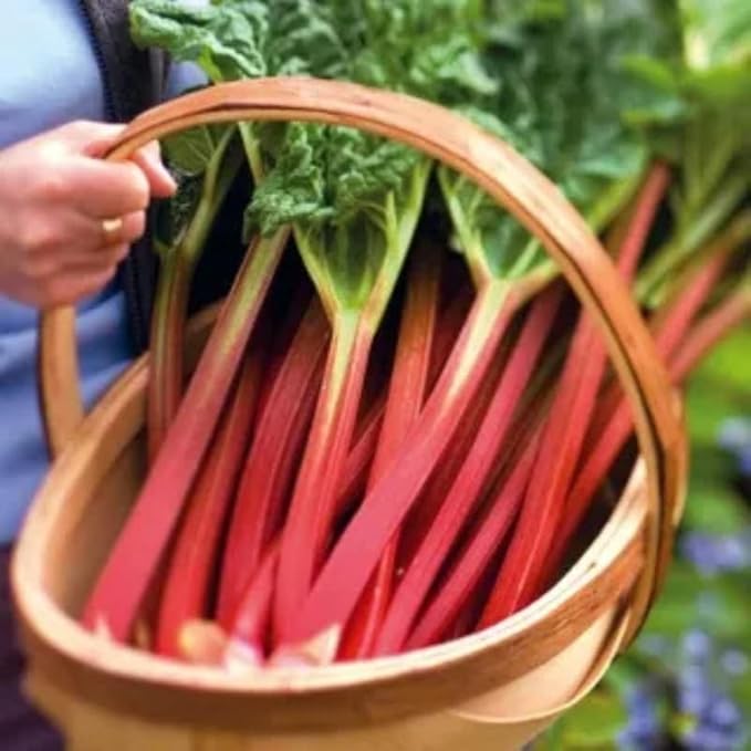 2 Victoria Rhubarb Roots for Planting, Large Rhubarb Crowns 6-10 Inch Tall, Rhubarb Plants for Planting, Perennial Vegetable Roots