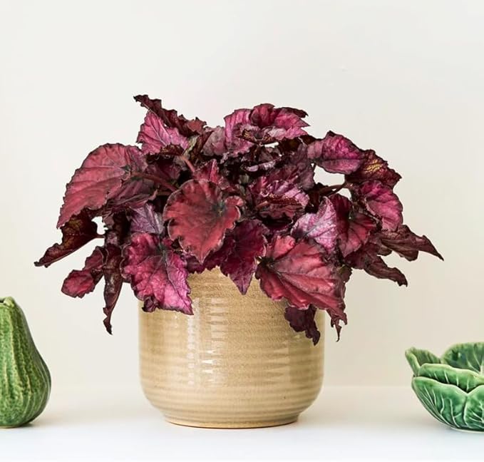 2 Begonia Live Plants Outdoor, Angel Wing Begonia Maculata Plants Live, 5-9" Tall, Ornamental Foliage Houseplant for Home or Office (Deep Red)