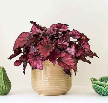 2 Begonia Live Plants Outdoor, Angel Wing Begonia Maculata Plants Live, 5-9" Tall, Ornamental Foliage Houseplant for Home or Office (Deep Red)