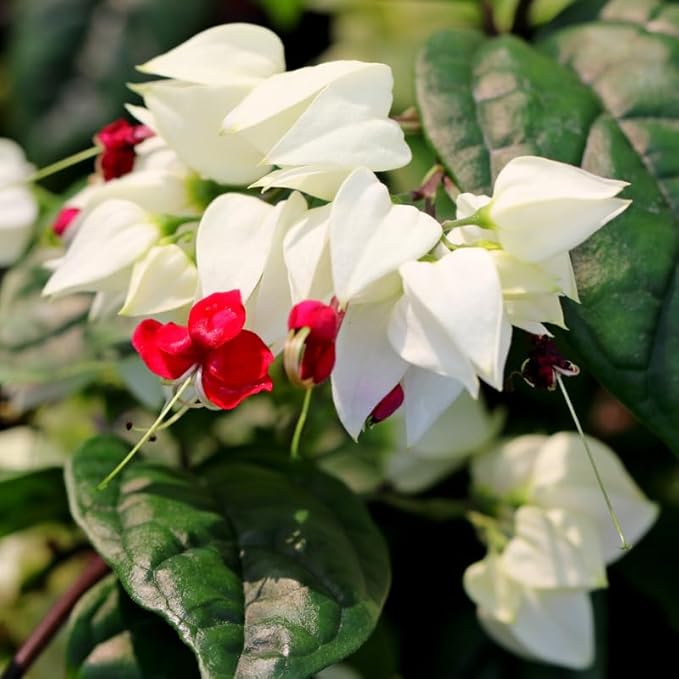 Bleeding Heart Plant Live, 4 to 8 Inch Tall, Clerodendrum Bleeding Heart Houseplant Well Rooted, Fragrant Bleeding Heart Vine (White Bleeding Heart)