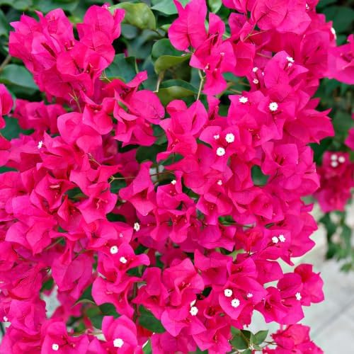 Set 2 Dark Pink Bougainvillea Plants Live, 5-8" Perennial Colorful Bougainvillea Plant for Outdoor Garden, Patio, Well Rooted
