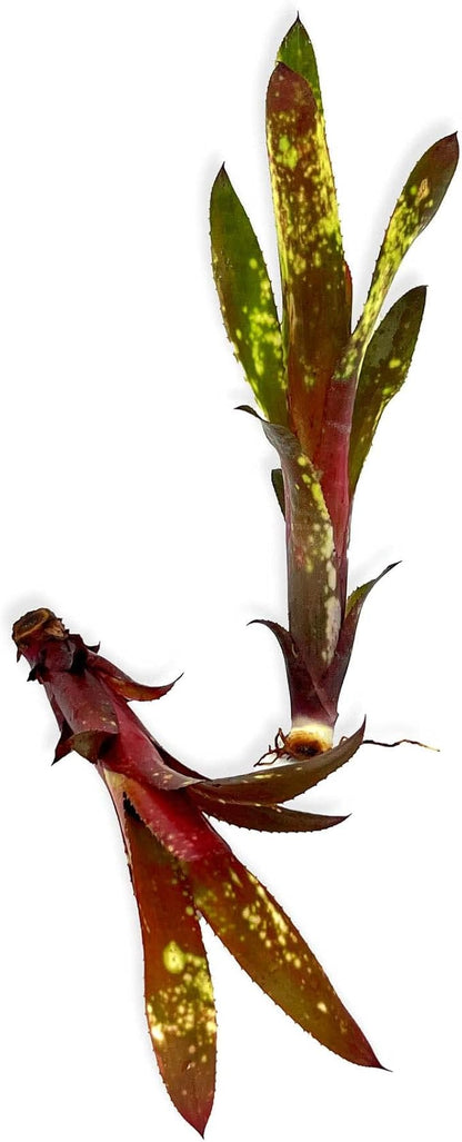ragnaroc Live Plants – Bromeliad Billbergia Hallelujah 'Pup', 6-12" - 1ct - Live Arrival Guaranteed - House Plants for Home Decor & Gift