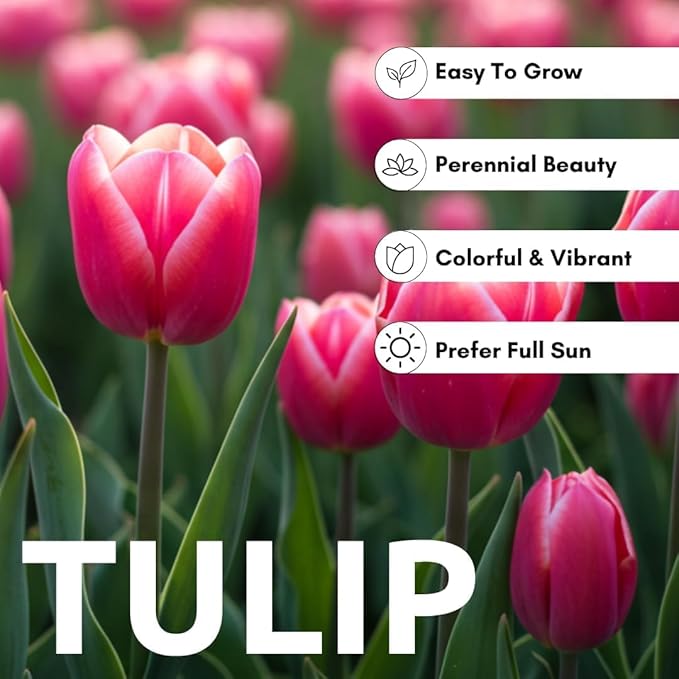 Black Parrot Tulip Bulbs – Stunning Black Ruffled Tulips are Rare and Beautiful (10 Bulbs)